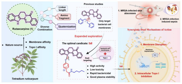 bevictor伟德郭勇和杨瑞阁团队在抗MRSA药物先导研究中取得新进展